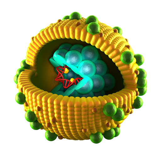Antibody Identified as Key to Fighting Hepatitis C