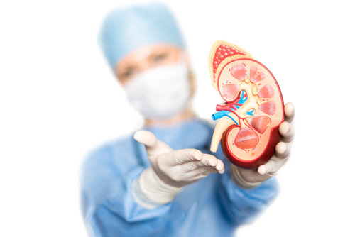 Penn Medicine Launches Clinical Trial to Transplant Kidneys from HCV-positive Donors